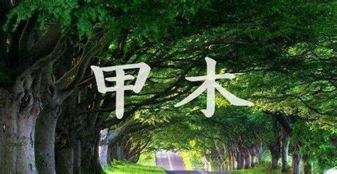 甲木怎麼算|八字 甲木 代表什么意思 (甲木命是怎么算出来的)